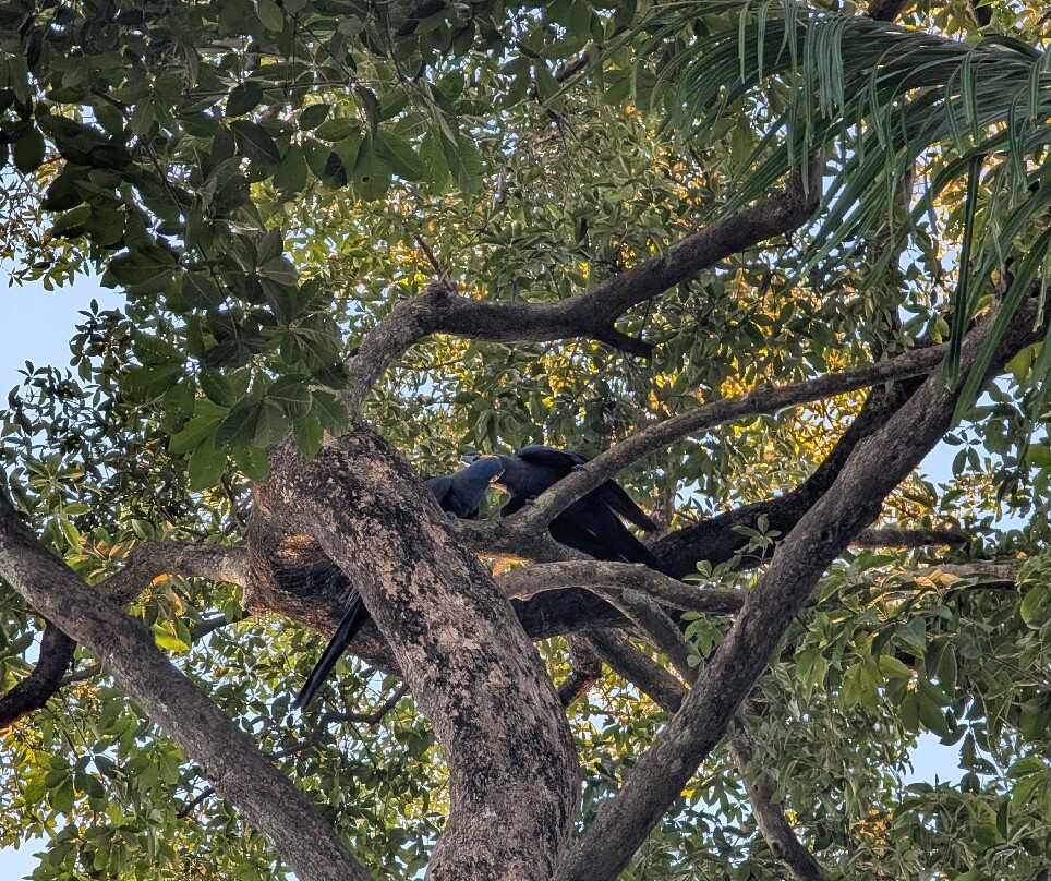 Pantanal Viagens e Turismo-大坎普市必去景点