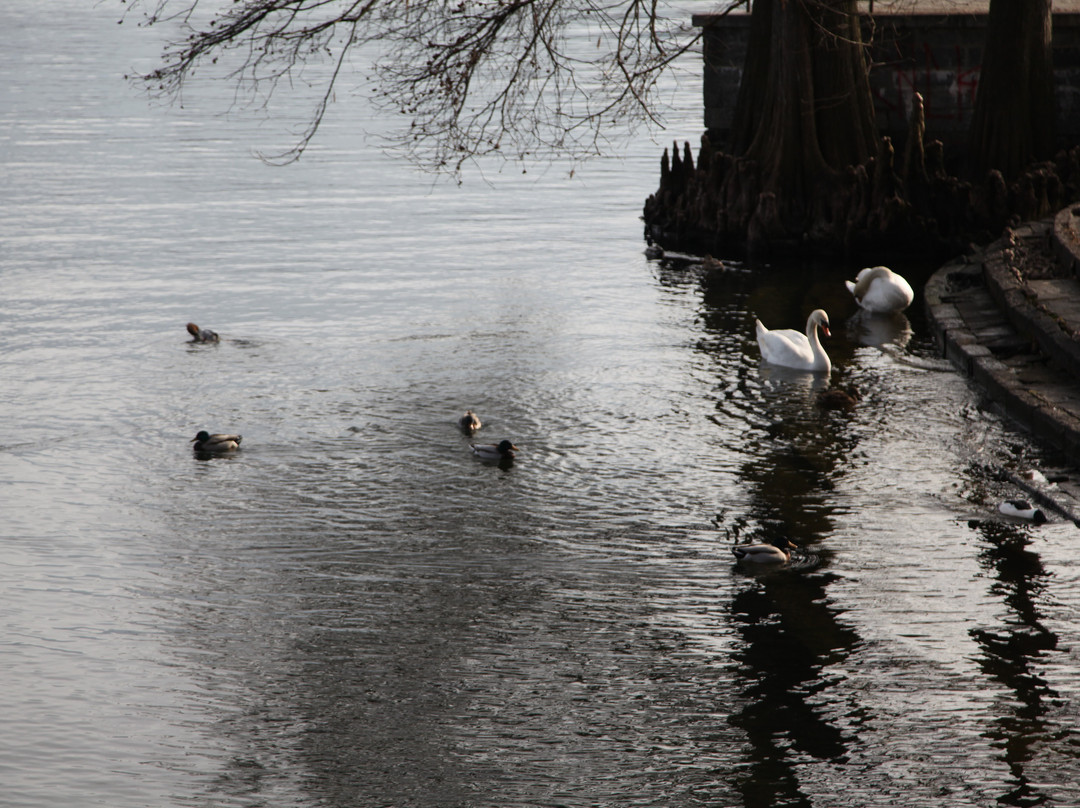 Seepromenade Von Locarno-洛迦诺必去景点