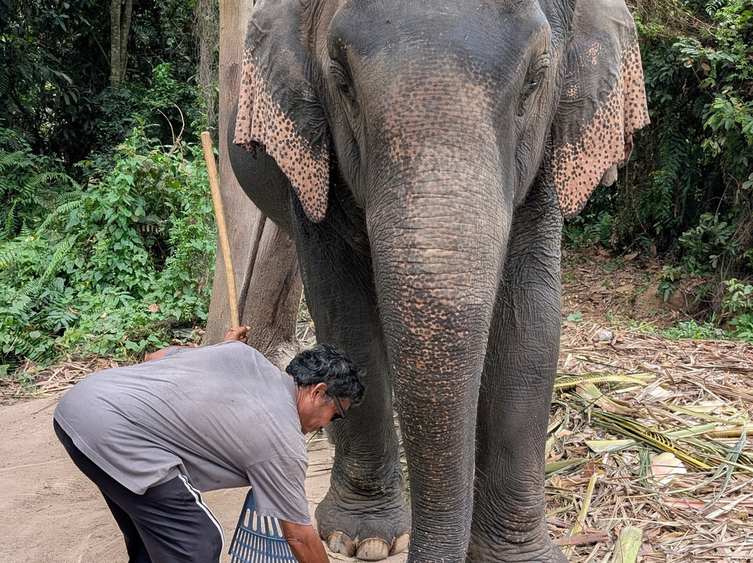 I Love Elephant Samui-Na Mueang必去景点