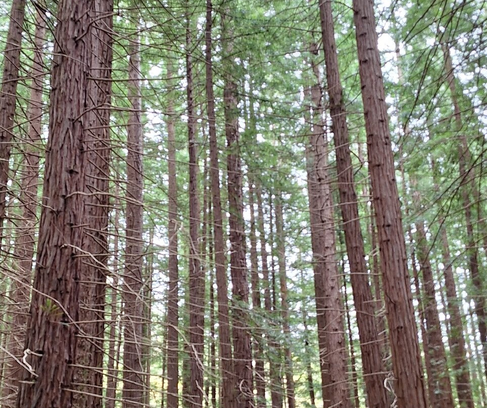 Redwood Forest-Cabezon de la Sal必去景点