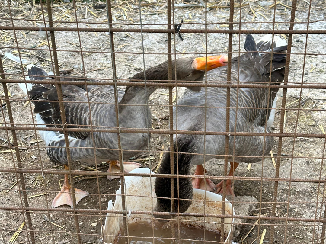 Fattoria Didattica Marilù-Veroli必去景点