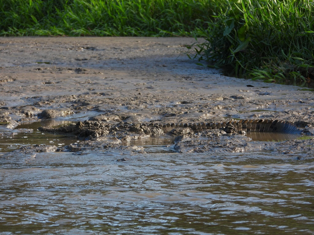 Macko's Parismina River & Turtle Tours-Siquirres必去景点