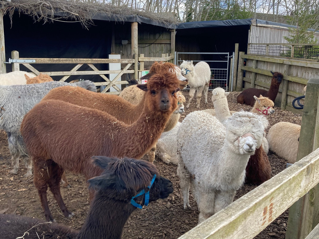 Nanny Sharon's Alpaca Farm C.I.C-Prenton必去景点