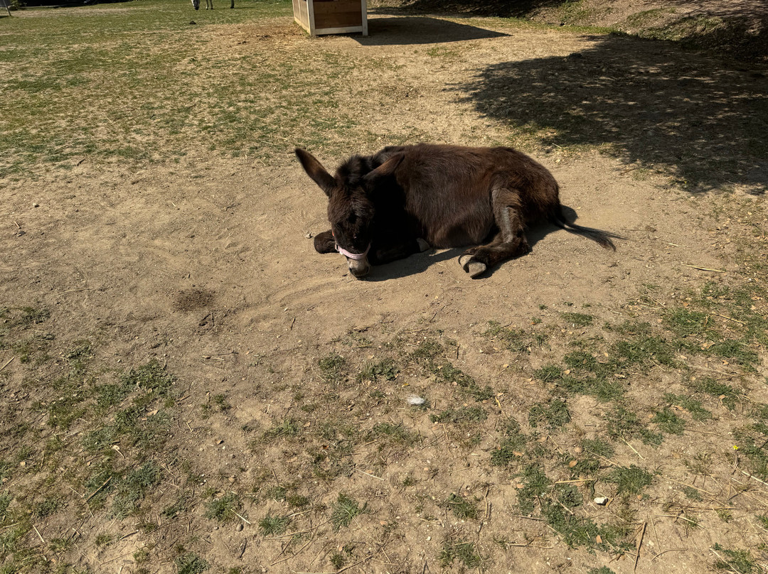 Corfu Donkey Rescue-Paleokastritsa必去景点
