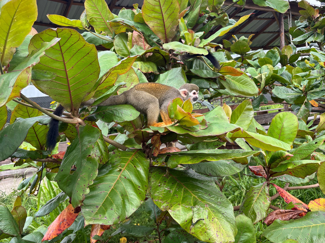 Monkey Home Puerto Plata-普拉塔港必去景点