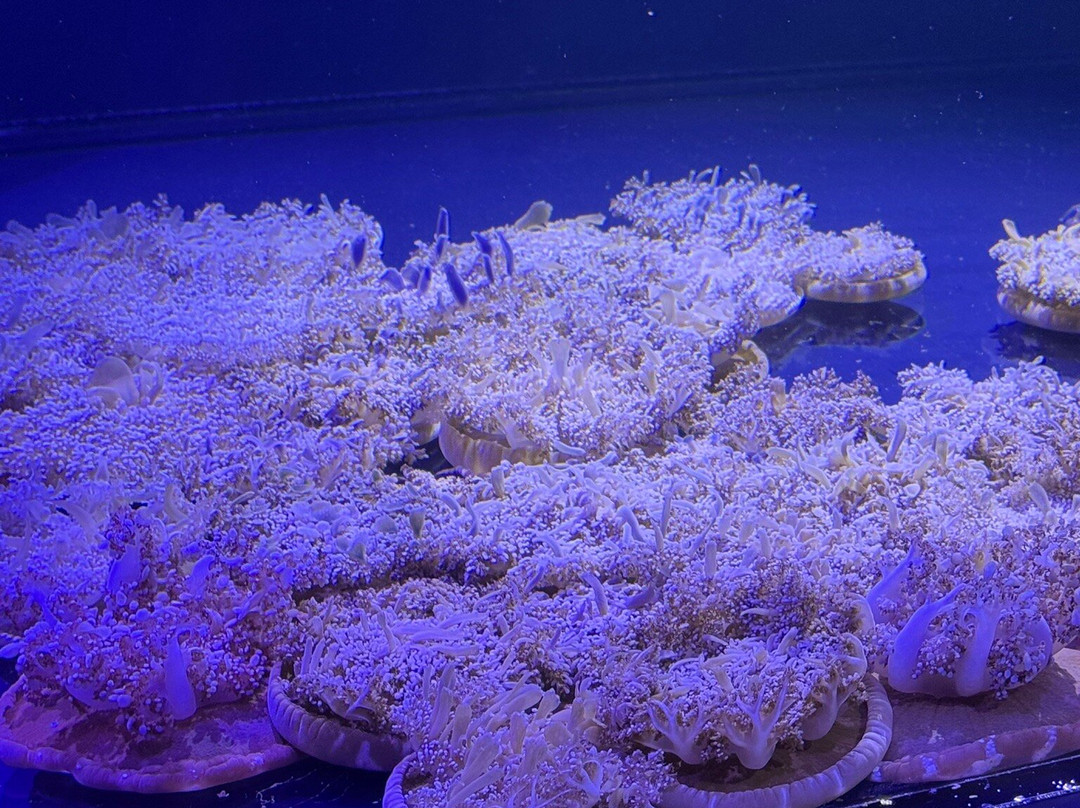 Jellyfish Museum-庞帕诺比奇必去景点