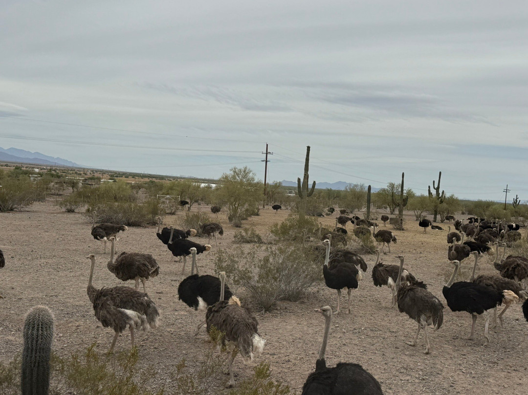 Rooster Cogburn Ostrich Ranch-Picacho必去景点