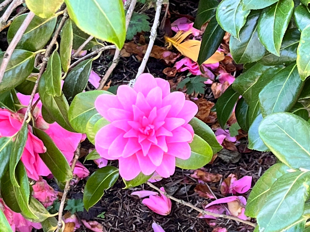 The Alnwick Garden-阿尼克必去景点