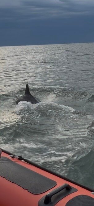 A Bay To Remember Wildlife Boat Trips-St. Dogmaels必去景点