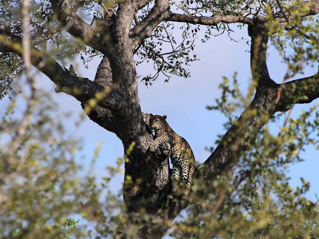 Discover Kruger Safaris-库马堤港必去景点
