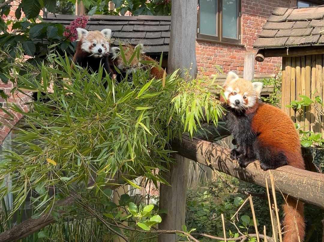 Safari Lodges At West Midlands Safari Park主图