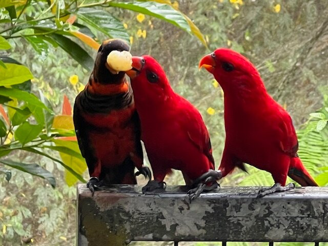 Birdworld Kuranda-库兰达必去景点