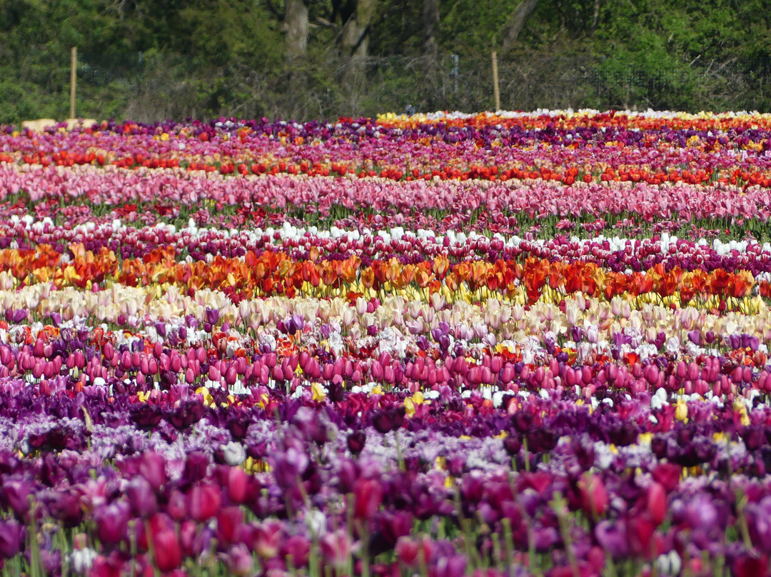 Tulleys Tulip Garden - Warwickshire-沃里克必去景点