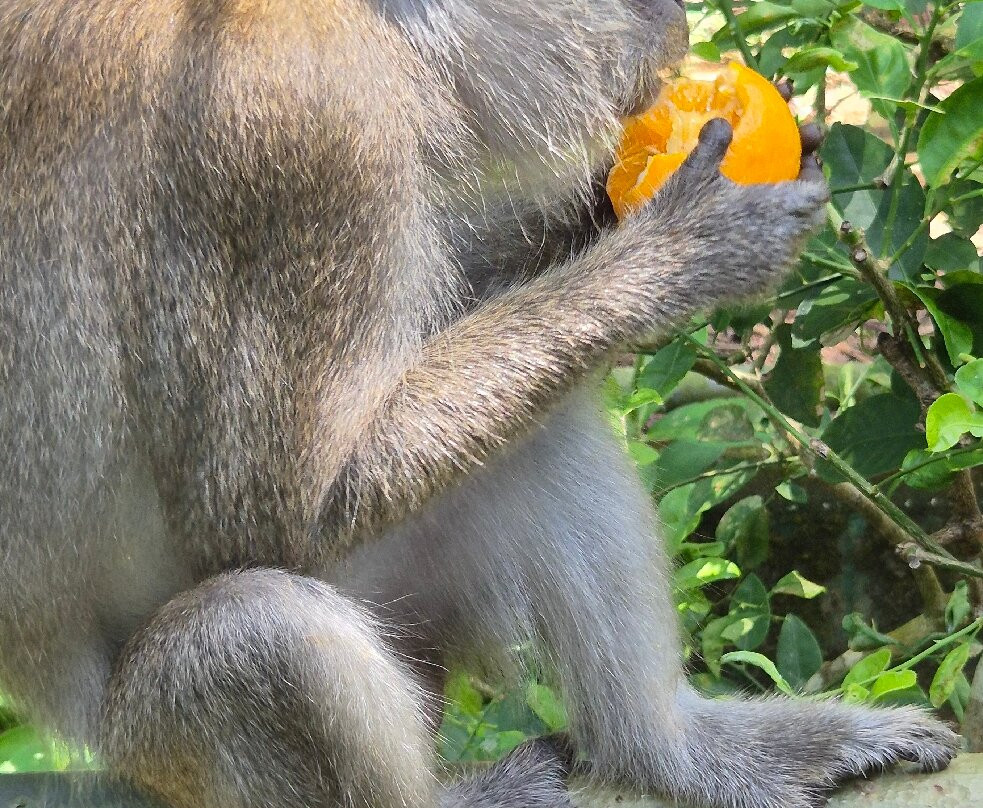 Orang Utan Island-新芒魏必去景点