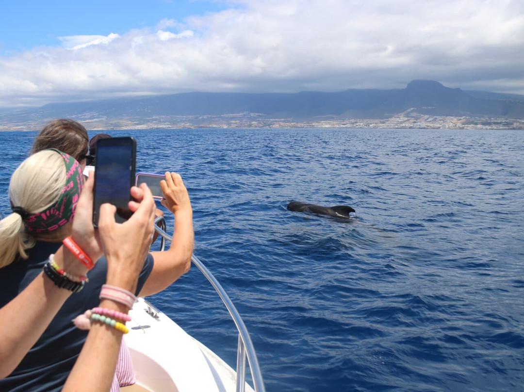 Atlantic Eco Experience | Whale Watching Tenerife-奥德杰海岸必去景点