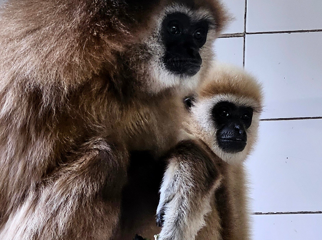 Exmoor Zoo-巴恩斯特珀尔必去景点