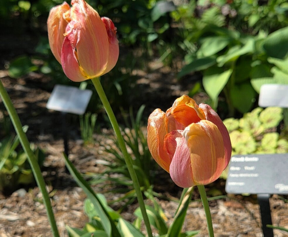Green Bay Botanical Garden-格林贝必去景点