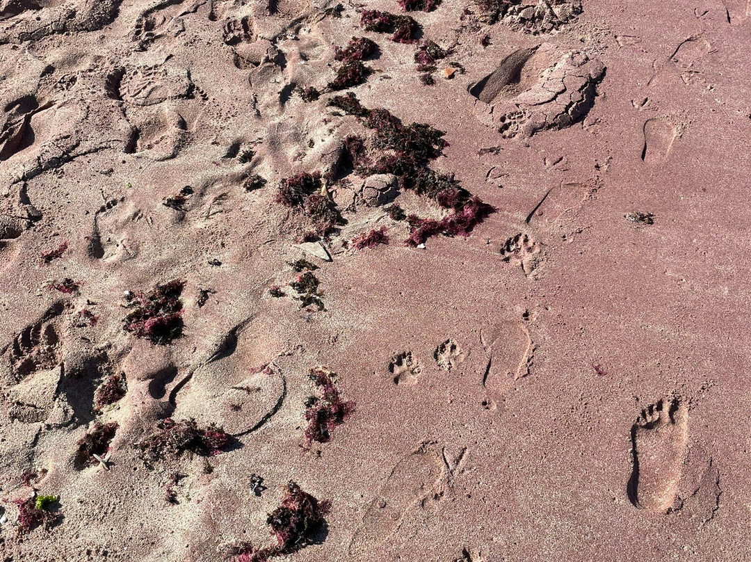 Forno Beach-布基亚斯必去景点