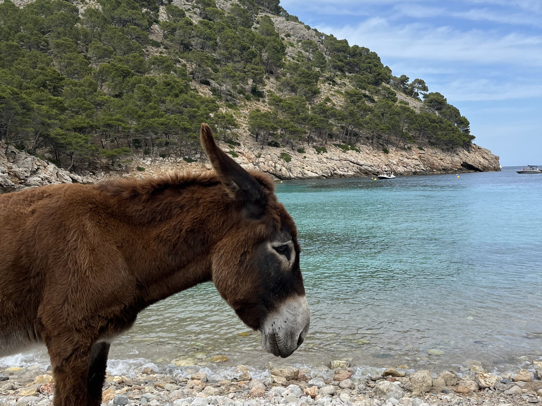 Cala Murta-波连萨必去景点