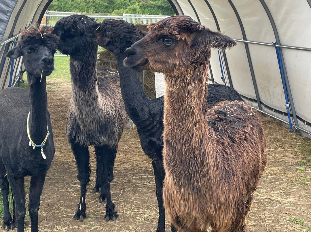 Cotswold Vale Alpacas-伊夫舍姆必去景点