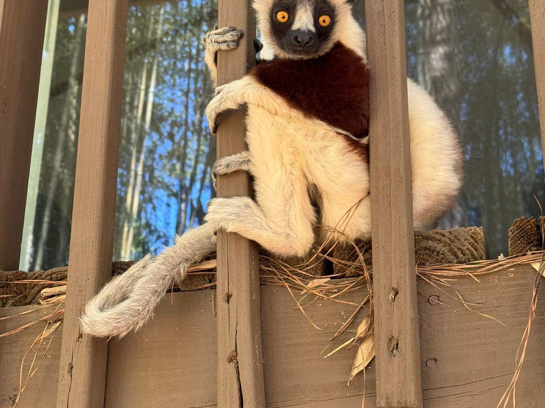 Duke Lemur Center-达勒姆必去景点