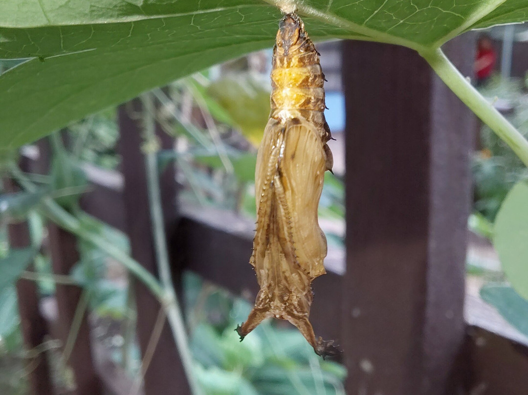 Butterfly World and Fountain World-Wootton必去景点