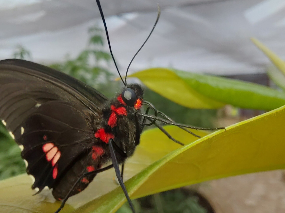 Butterfly World and Fountain World-Wootton必去景点