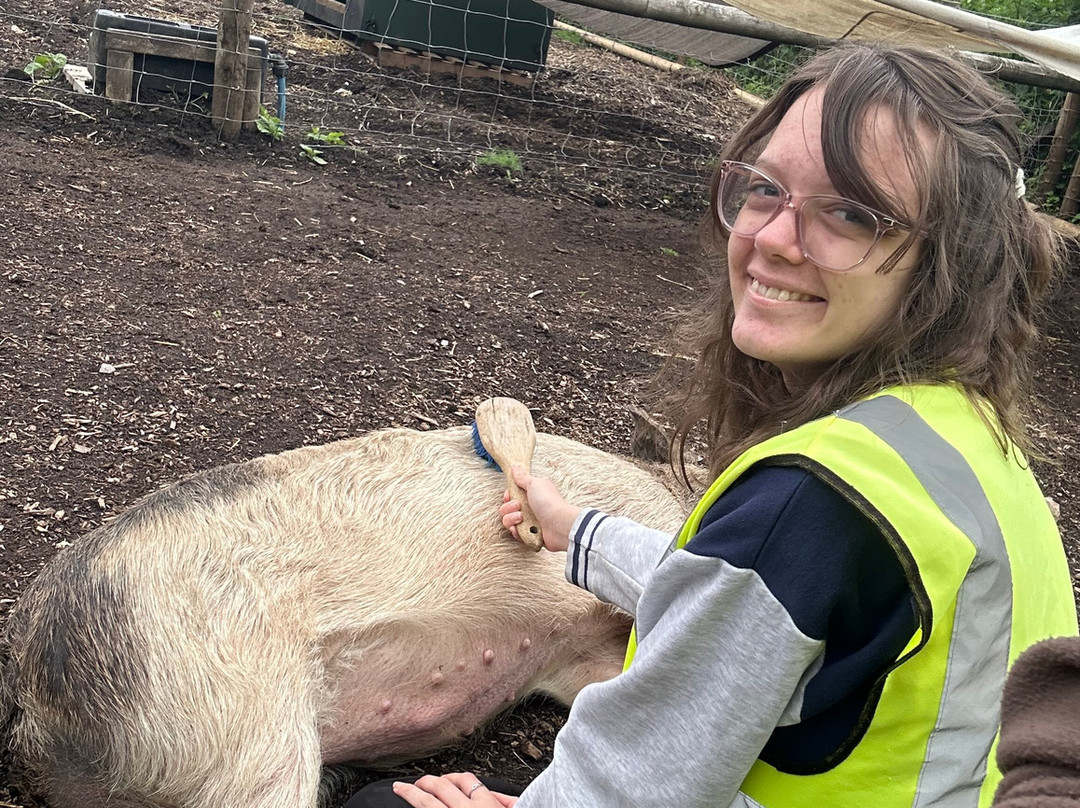 Kew Little Pigs Farm Ltd-Amersham必去景点