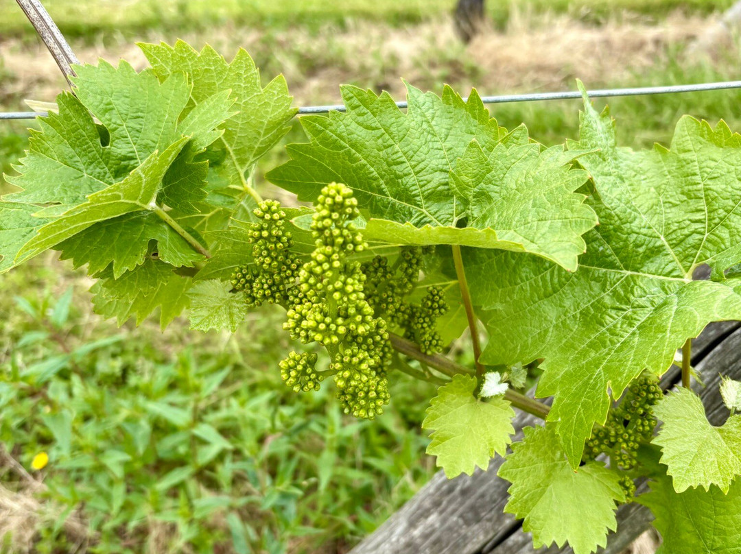 Coddington Vineyard-Ledbury必去景点