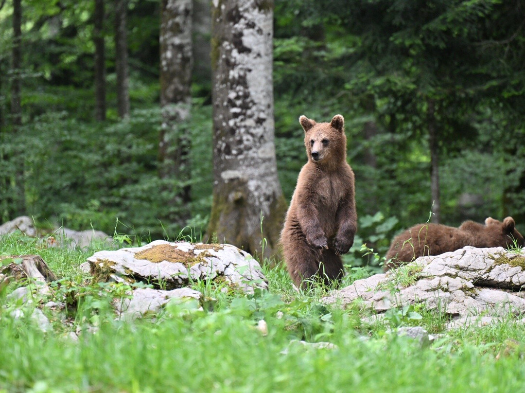 Slovenian Bears-Stari Trg pri Lozu必去景点