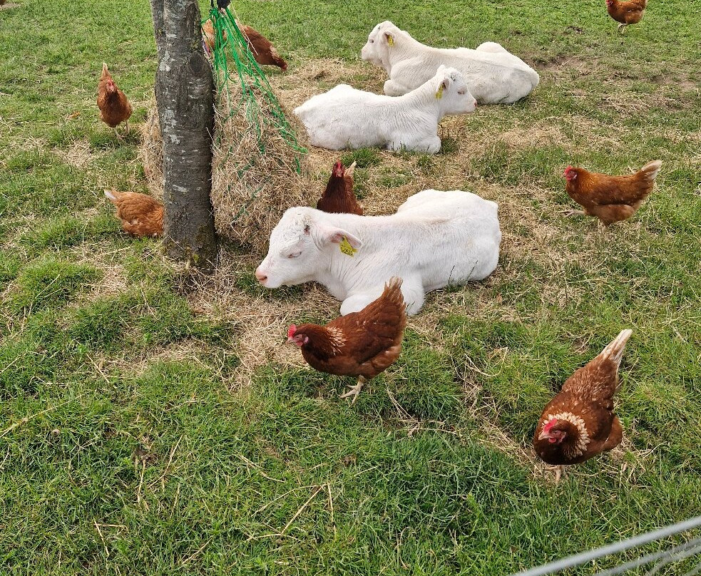 Twelve Oaks Farm-牛顿阿伯里必去景点