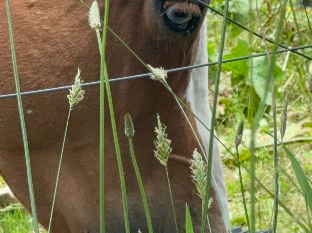 Apple Hill Farm-Banner Elk必去景点