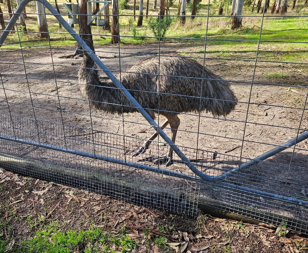Softfoot Farm & Wildlife Park-Hindmarsh Valley必去景点