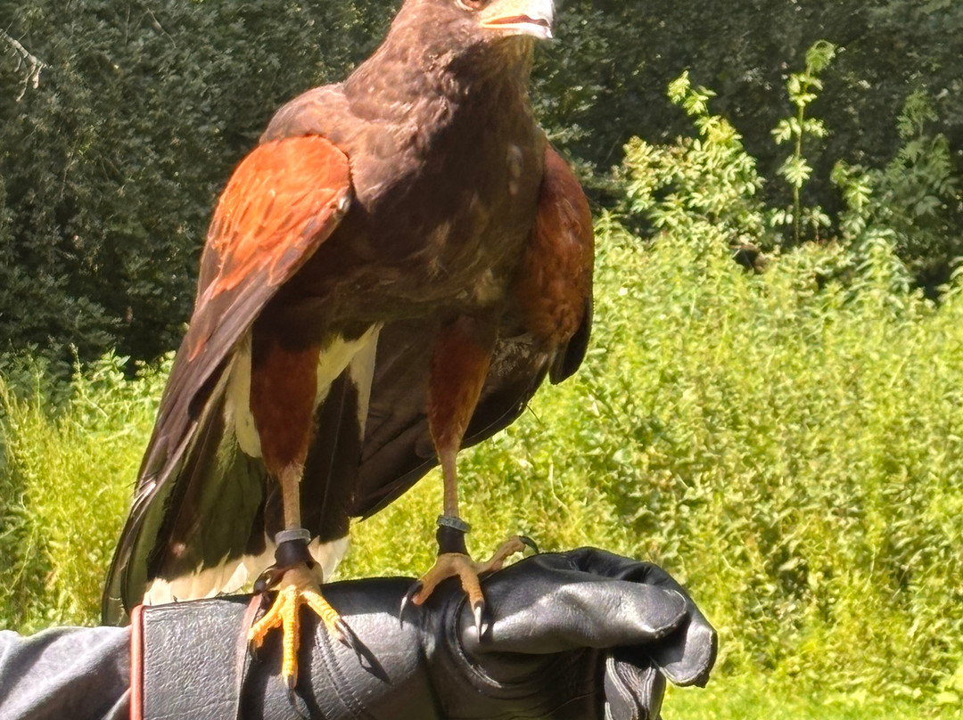 Hampshire Hawk Walks-Four Marks必去景点