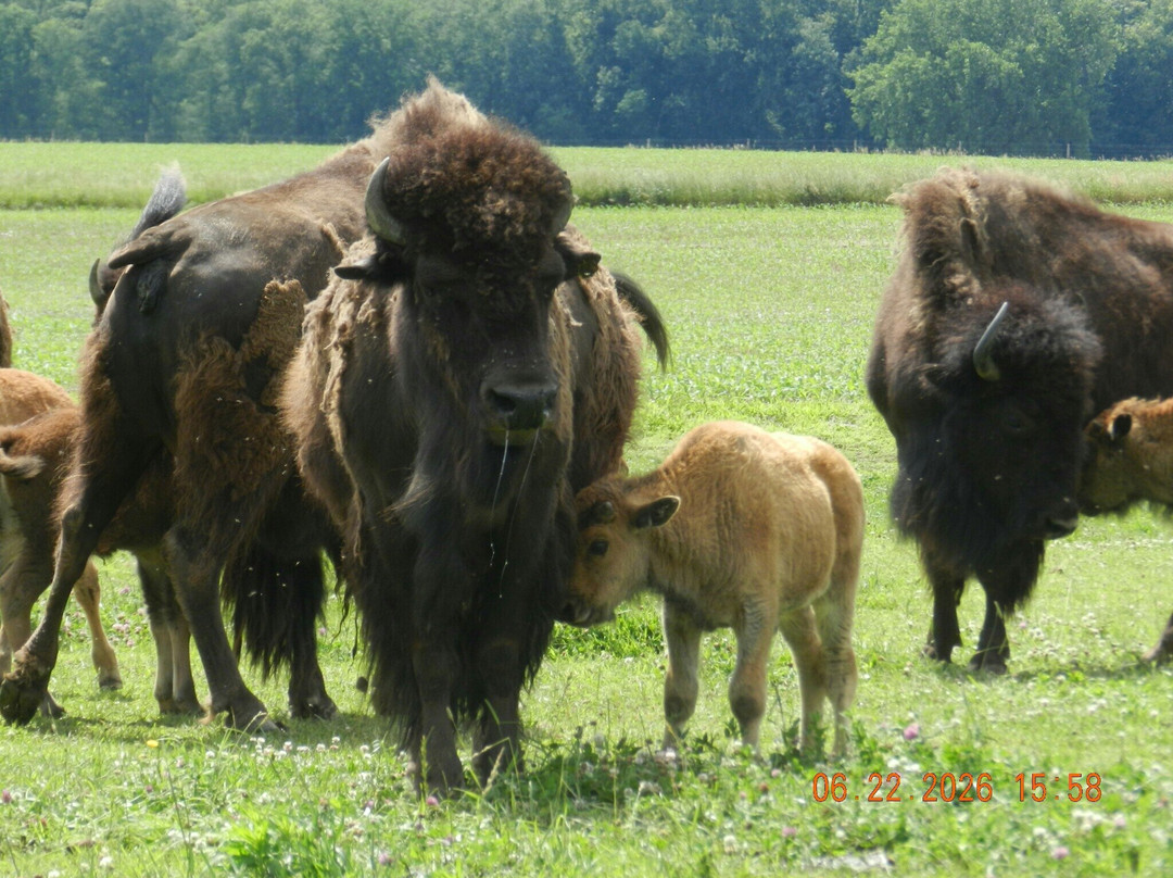 White Oaks Bison Farm-Rochester必去景点