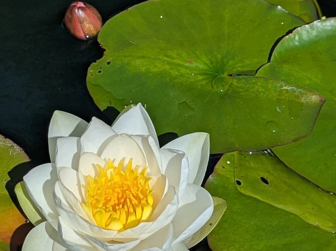 Bodnant Garden-Tal-y-Cafn必去景点