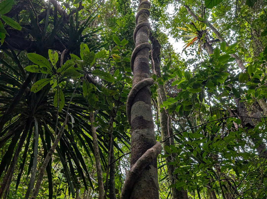 Masoala National Park-Maroantsetra必去景点