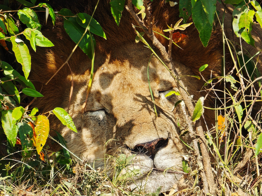 Explorer Kenya-内罗毕必去景点