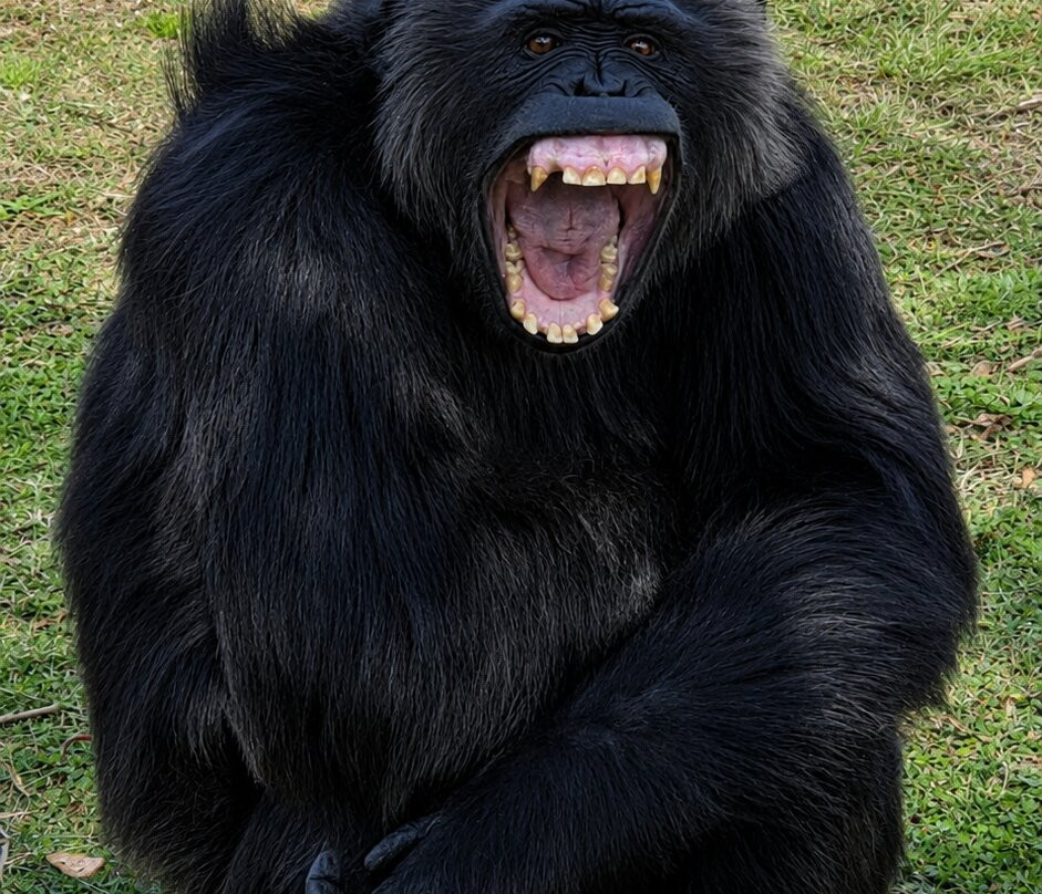 Mystic Monkeys & Feathers Wildlife Park-Rust de Winter必去景点