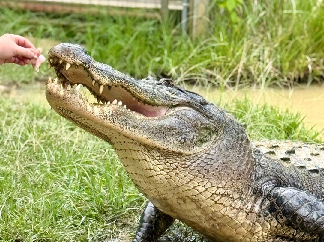 Kliebert & Sons Gator Tours-Ponchatoula必去景点