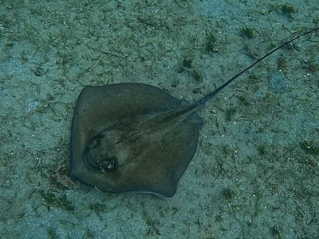 Vieques Snorkel Tours-维切克岛必去景点