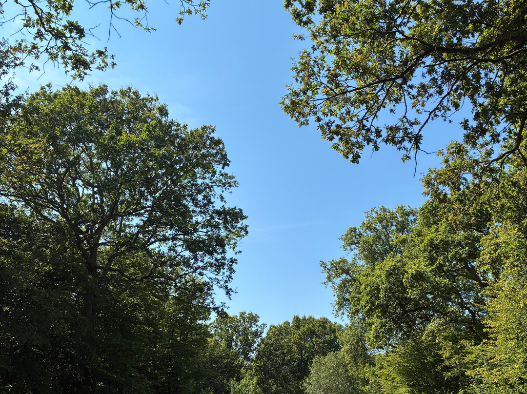 Hamstreet Woods National Nature Reserve-Hamstreet必去景点