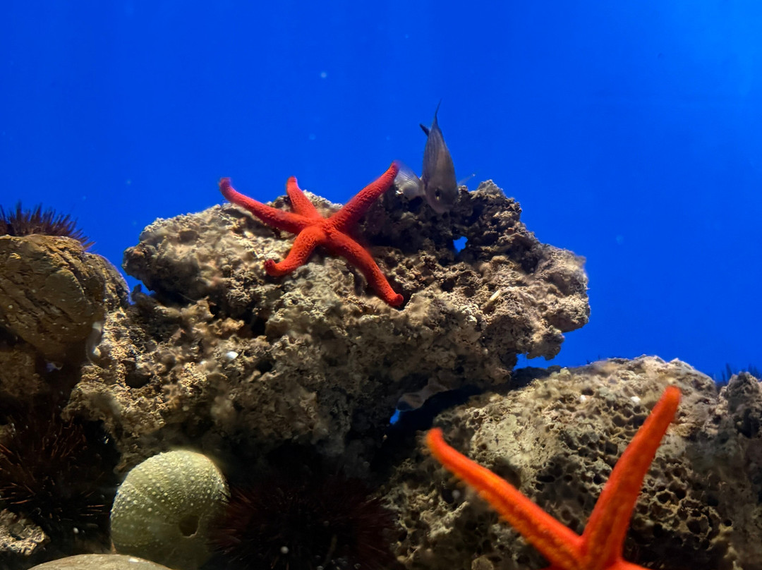 Acquario Di Livorno-里窝那必去景点