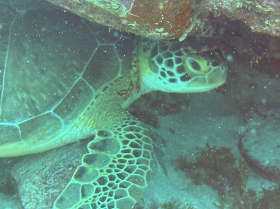 JADS Dive Center-San Nicolas必去景点