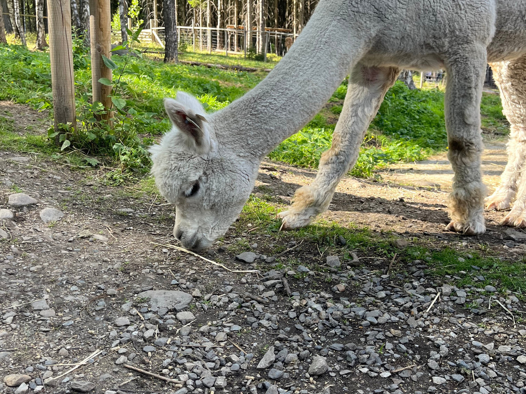 Barnas Gard Hunderfossen /Kid's farm Hunderfossen-Faberg必去景点