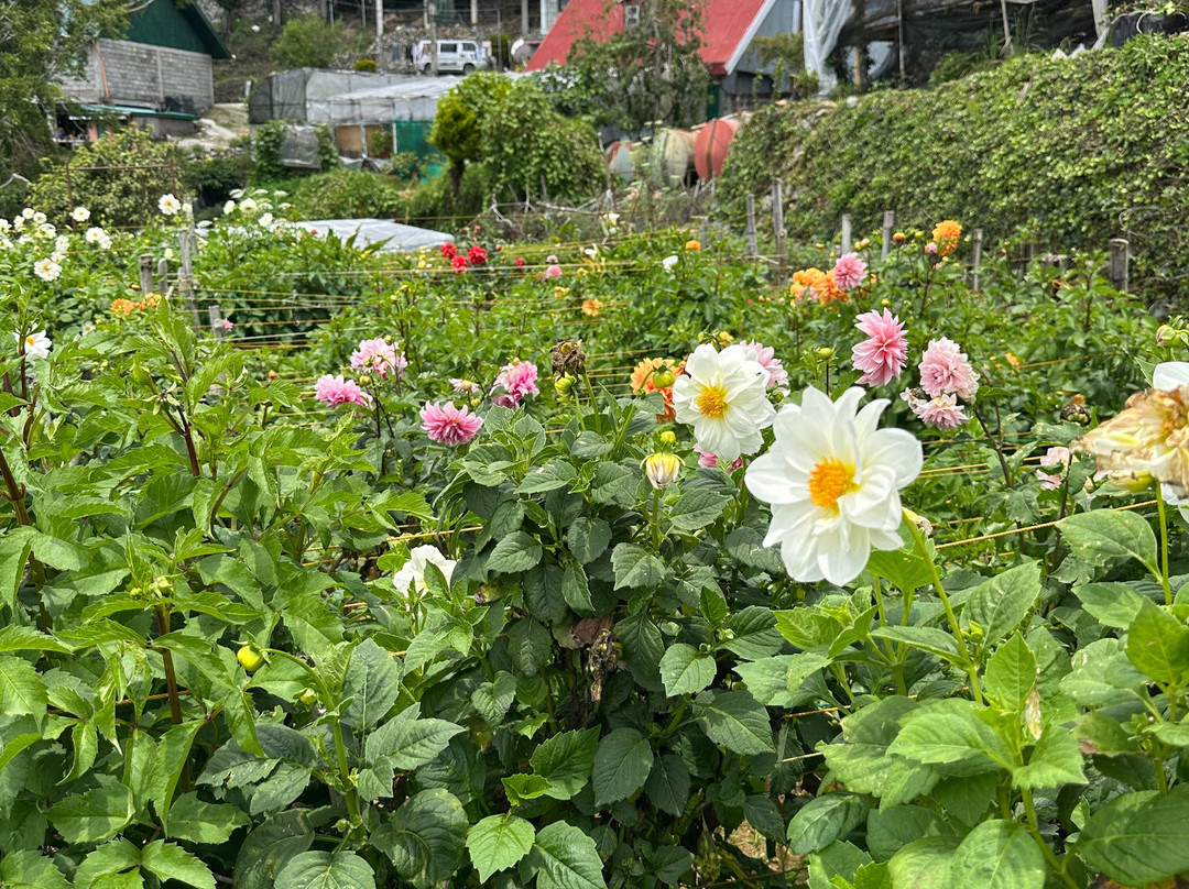 Northern Blossom Flower Farm-Atok必去景点