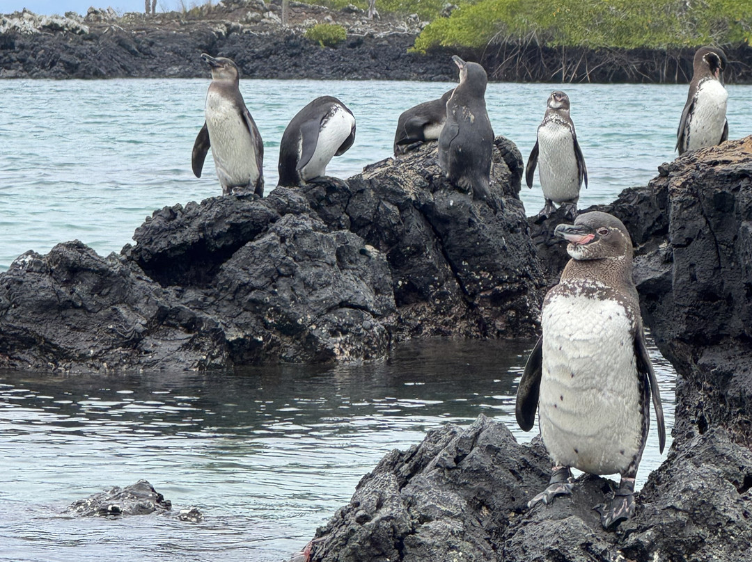 Go Galápagos Tours-Baltra必去景点