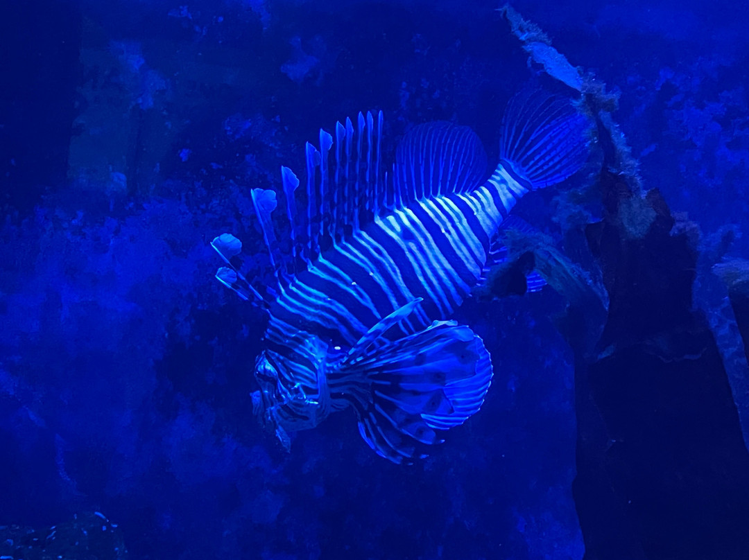 Tynemouth Aquarium-泰恩茅斯必去景点