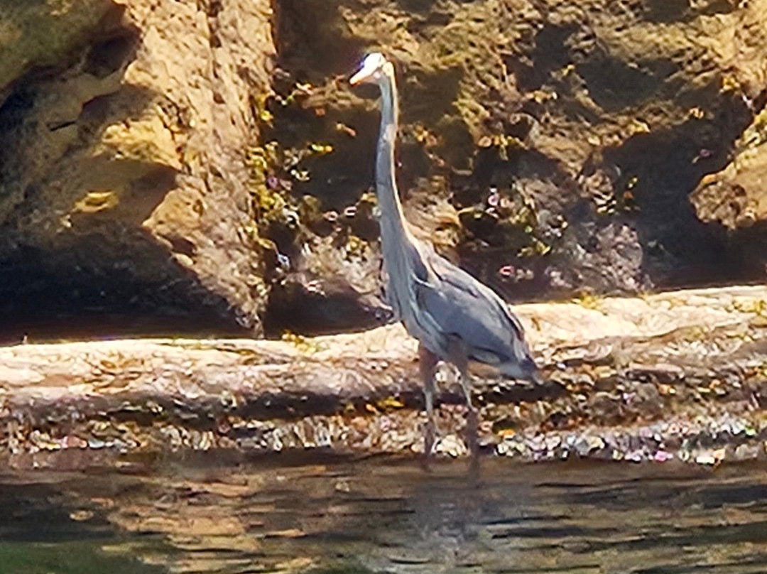 Bird Island Boat Tour-Big Bras d'Or必去景点
