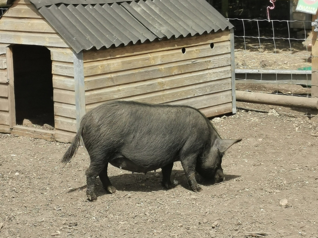 Kew Little Pigs Farm Ltd-Amersham必去景点
